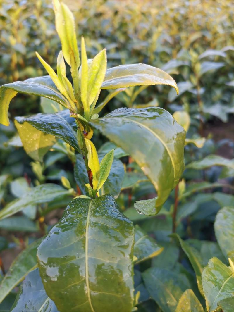 安吉白茶2026新茶开售安吉白茶原产地安吉白茶