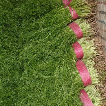 实力热卖河北茴香大棚茴香大量上市供应保证质量