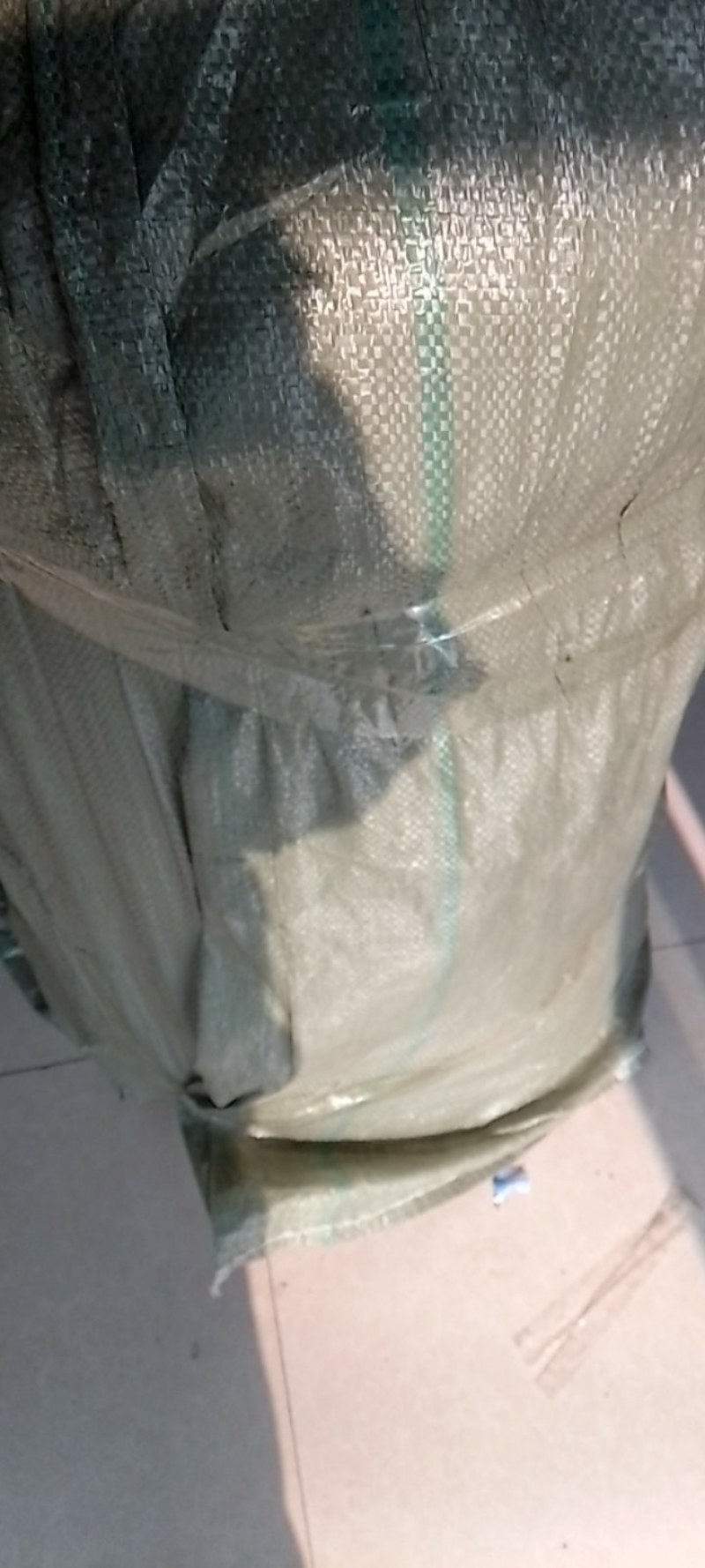 秋月梨苗，糖度高，高庄，，核小砧木用杜梨籽砧木不包邮