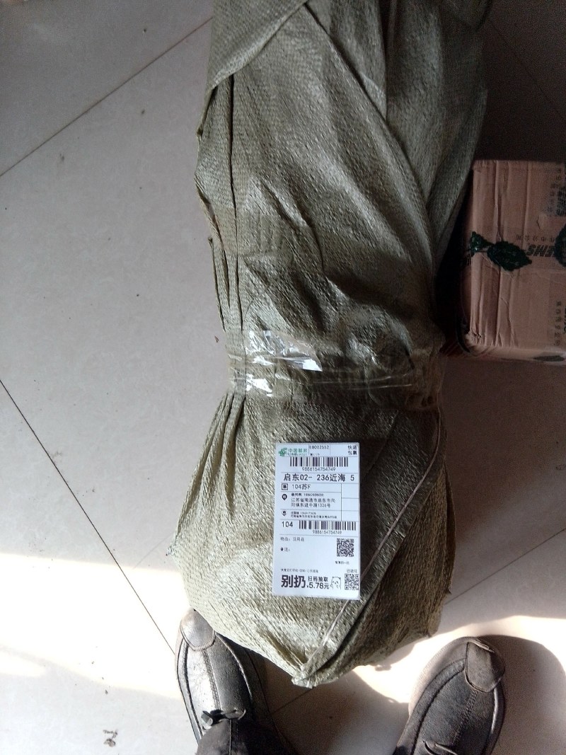 秋月梨苗，糖度高，高庄，，核小砧木用杜梨籽砧木不包邮
