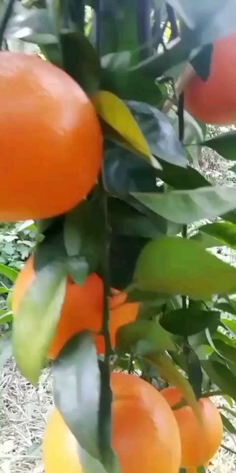 广西玉林柑桔-沃柑颜色好果面干净口感好甜度够，皮薄果头大