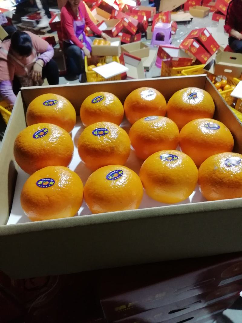 广西玉林柑桔-沃柑颜色好果面干净口感好甜度够，皮薄果头大