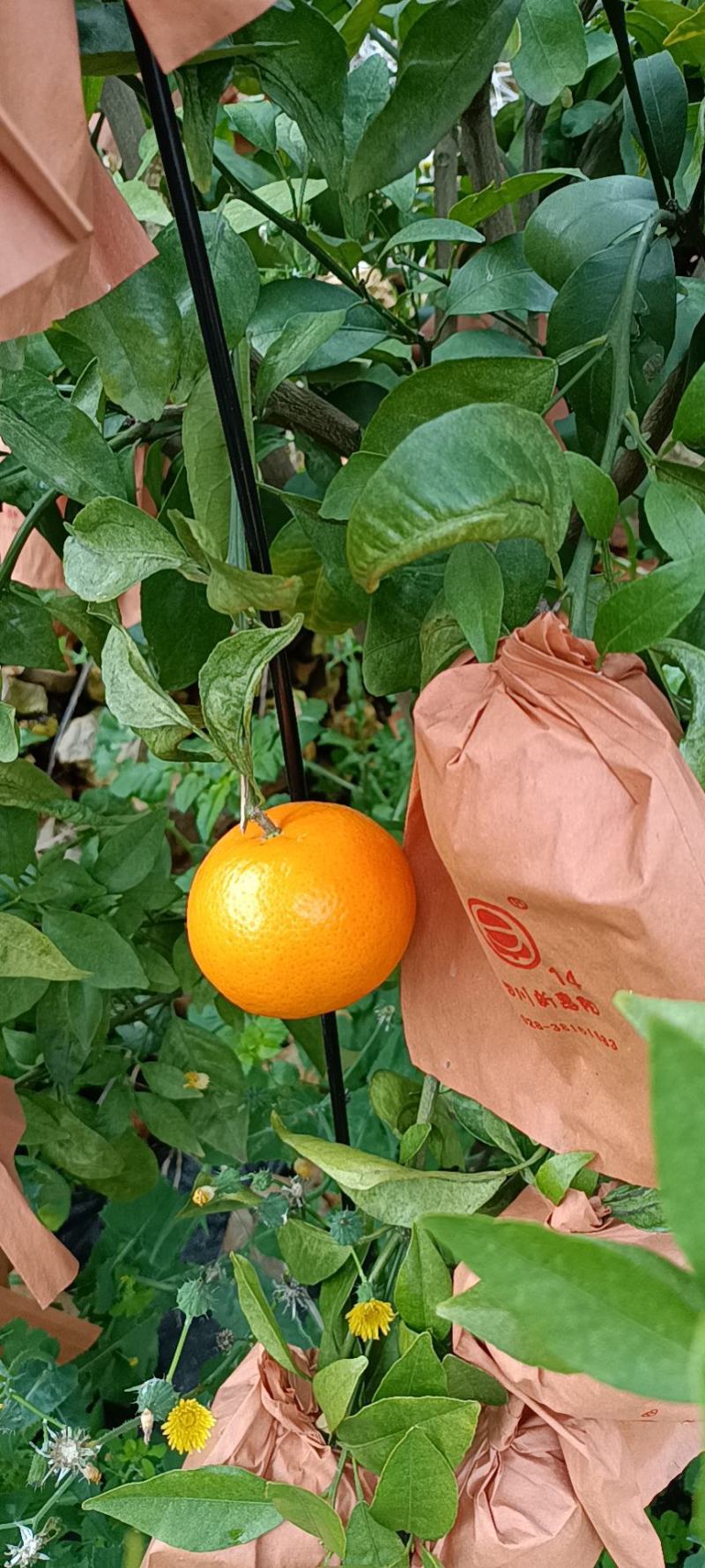 蒙自市新安所镇水果沃柑