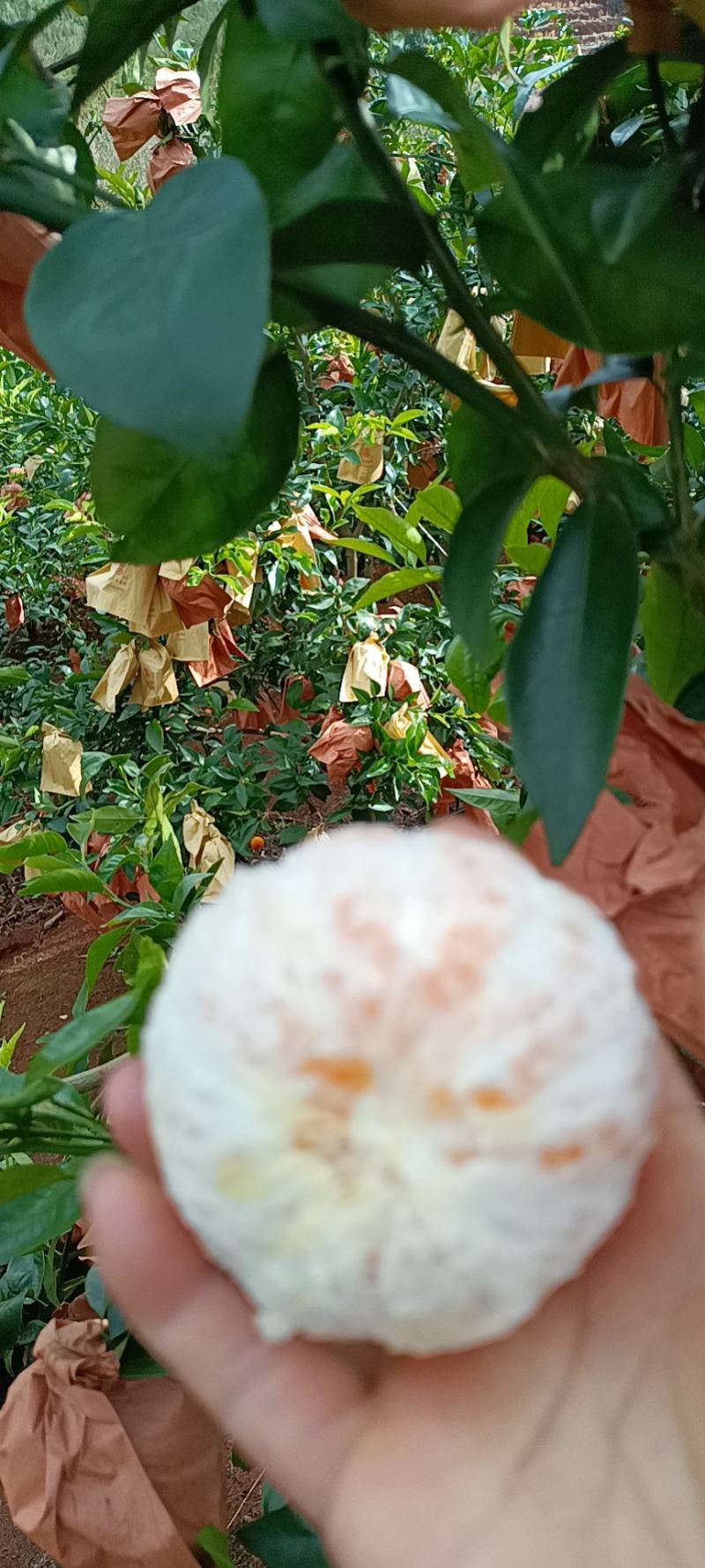 蒙自市新安所镇水果沃柑
