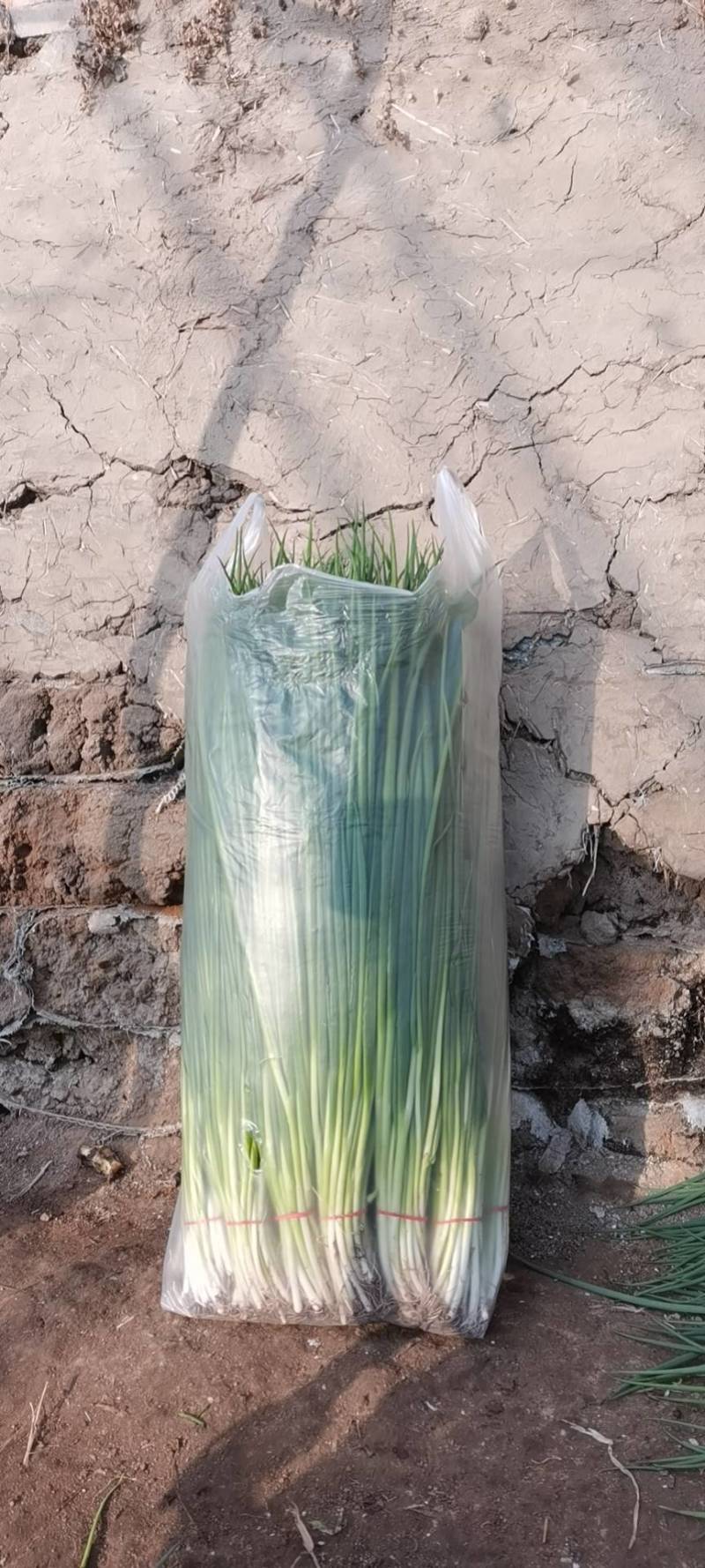 精品香葱