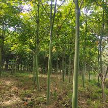 青桐行道风景公园绿化植树造林占地用苗房地产绿化新农村建设