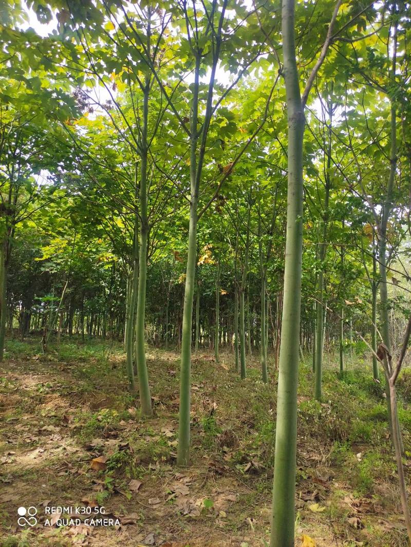 青桐行道风景公园绿化植树造林占地用苗房地产绿化新农村建设