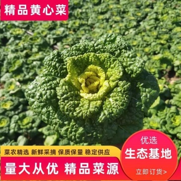 精品黄心菜，乌塌菜大量上市，欢迎订购基地直供代收代发