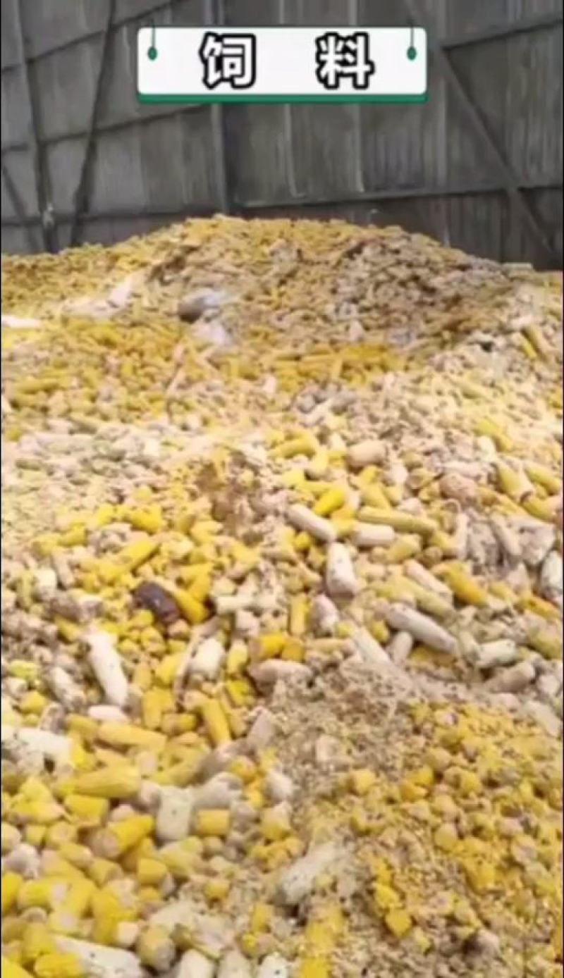 推荐】饲料销售熟玉米饲料可喂牛羊猪鸡鸭可节省成本五成以上