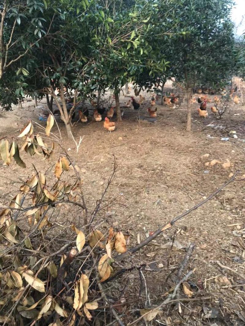 出售正宗散养土鸡