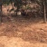 出售正宗散养土鸡
