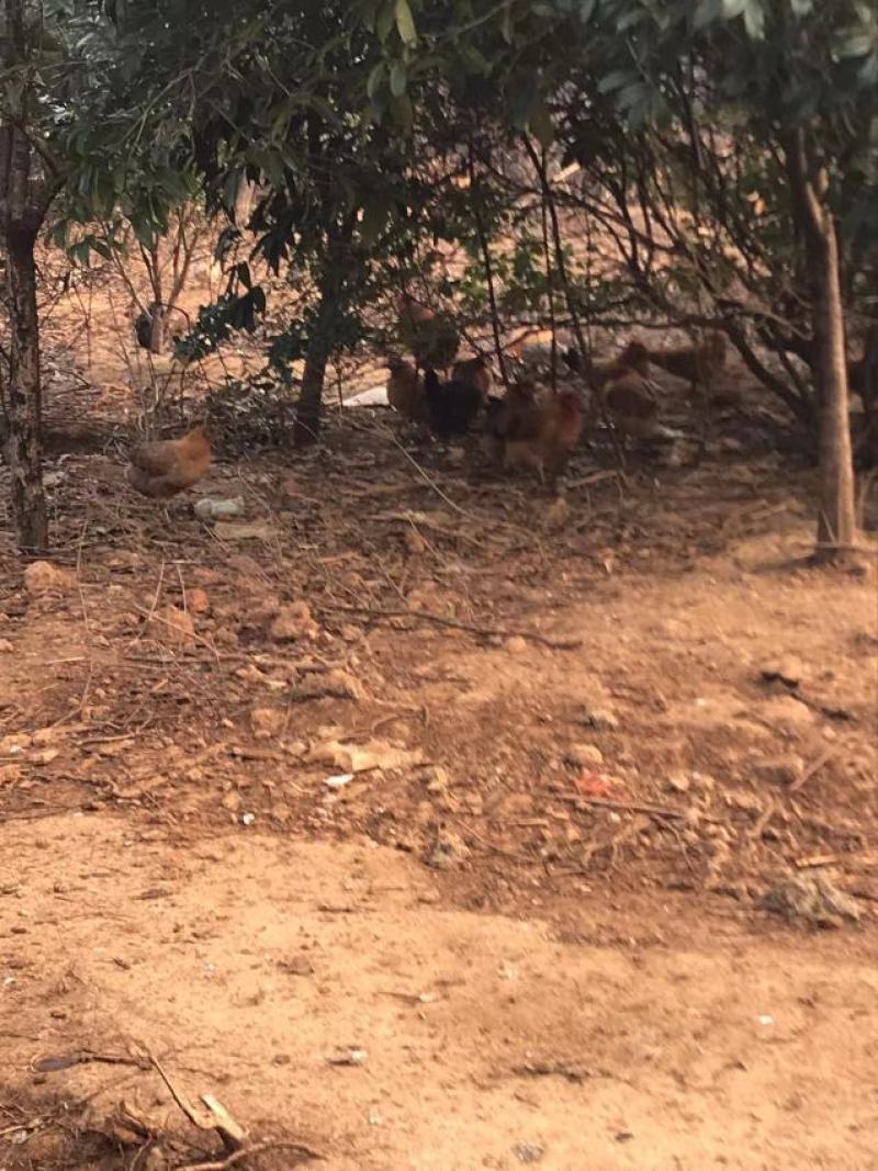 出售正宗散养土鸡