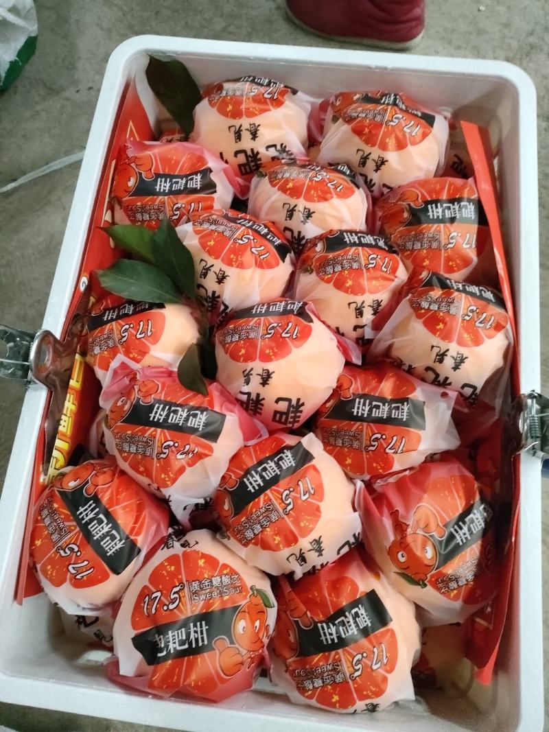 【柑桔】四川春见耙耙柑现摘现发可视频看货欢迎咨询