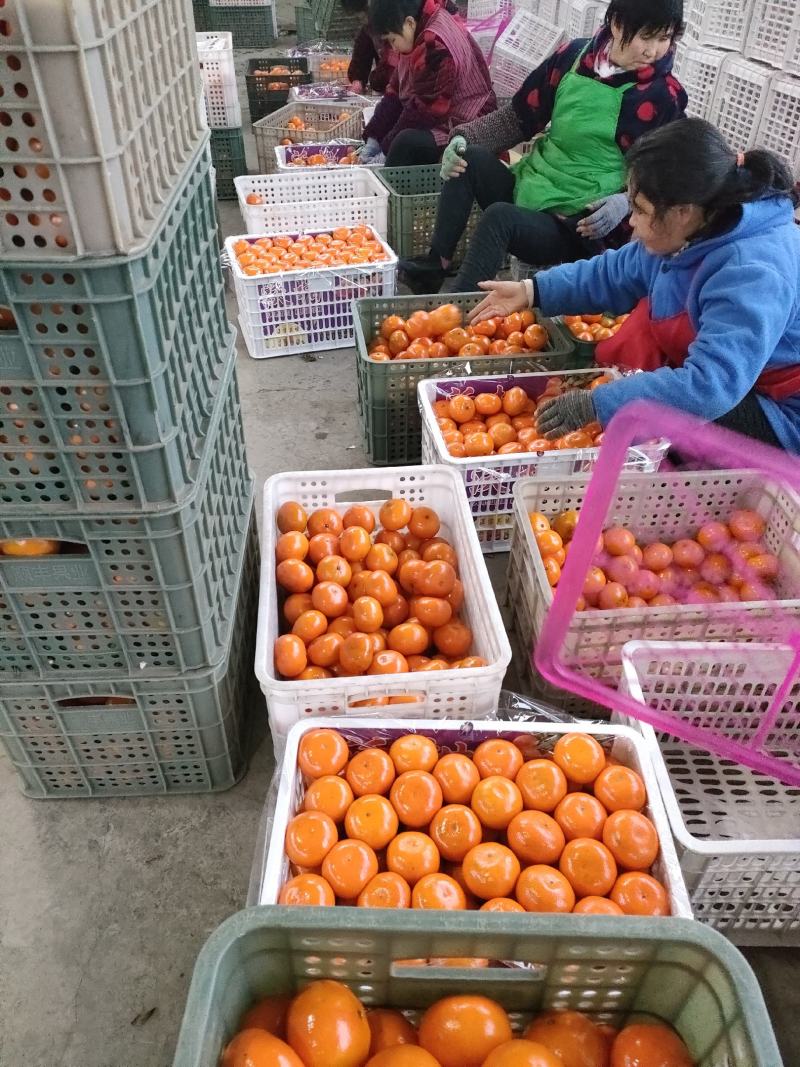 【柑桔】四川春见耙耙柑现摘现发可视频看货欢迎咨询