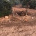 出售正宗散养土鸡