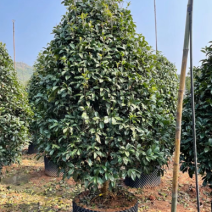 桂花树金桂10公分基地现货各种规格都有货