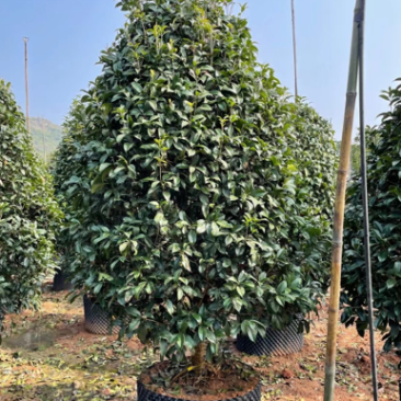 桂花树金桂10公分基地现货各种规格都有货