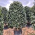 桂花树金桂10公分基地现货各种规格都有货