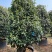 桂花树金桂10公分基地现货各种规格都有货