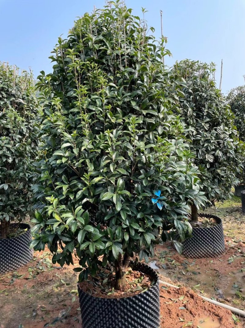 桂花树金桂10公分基地现货各种规格都有货