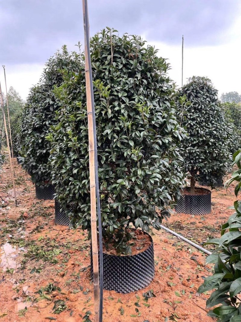 桂花树金桂10公分基地现货各种规格都有货
