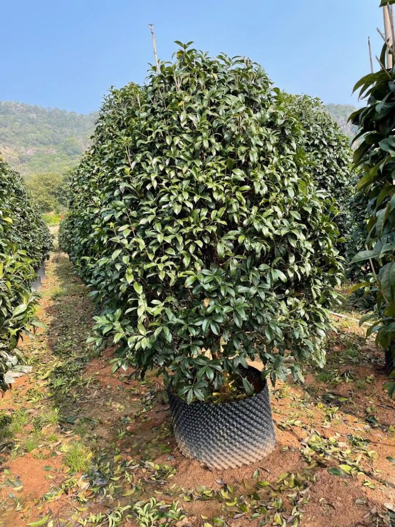 桂花树金桂10公分基地现货各种规格都有货