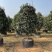 桂花树金桂10公分基地现货各种规格都有货