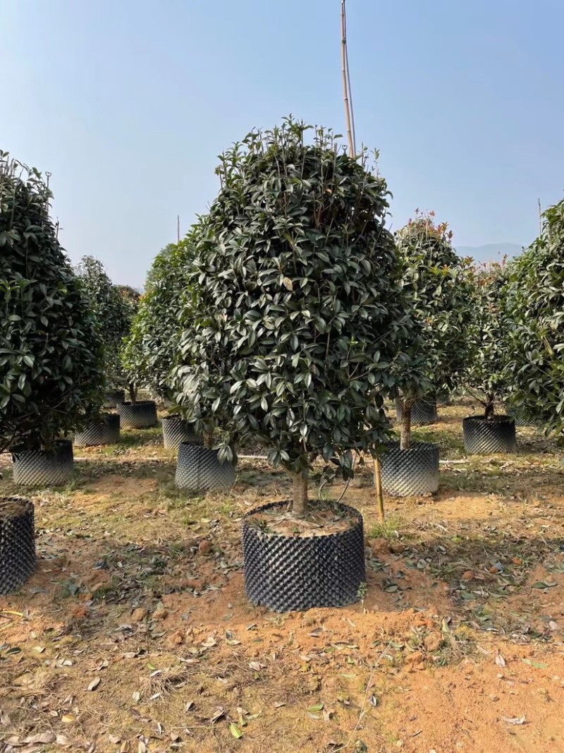 桂花树金桂10公分基地现货各种规格都有货