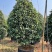 桂花树金桂10公分基地现货各种规格都有货