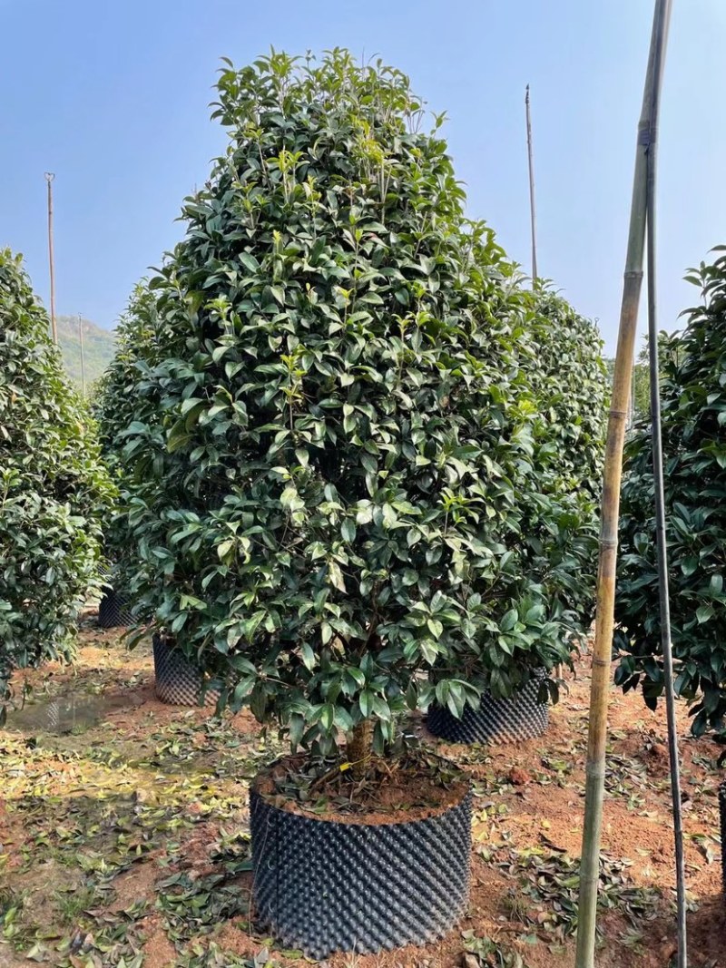 桂花树金桂10公分基地现货各种规格都有货