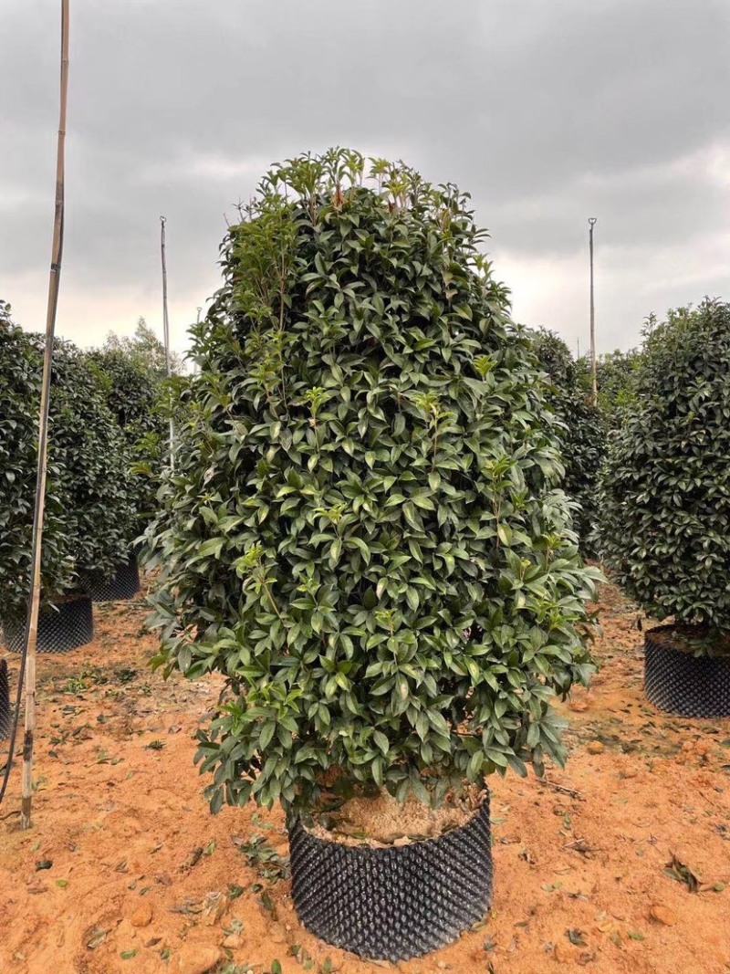 桂花树金桂10公分基地现货各种规格都有货