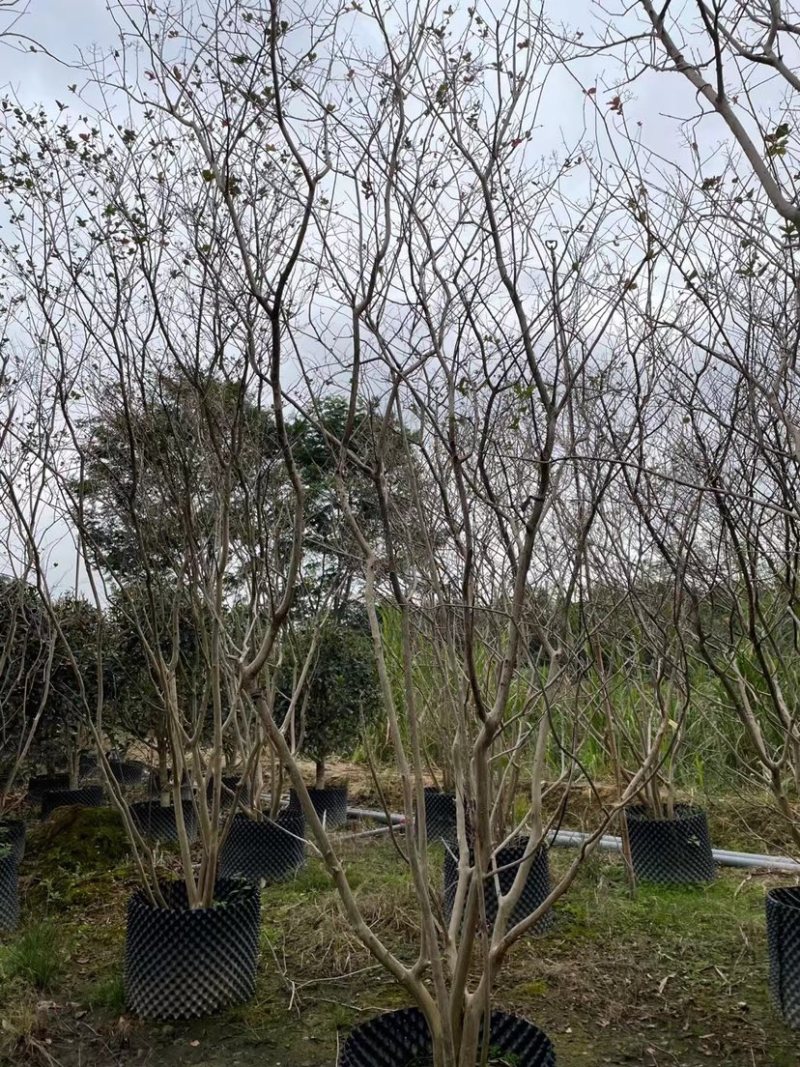 紫薇树丛生紫薇紫薇桩头基地现货各种规格桩头都有