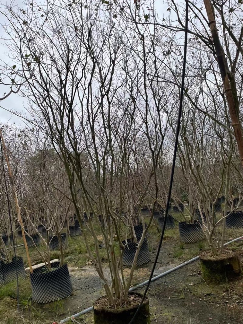 紫薇树丛生紫薇紫薇桩头基地现货各种规格桩头都有