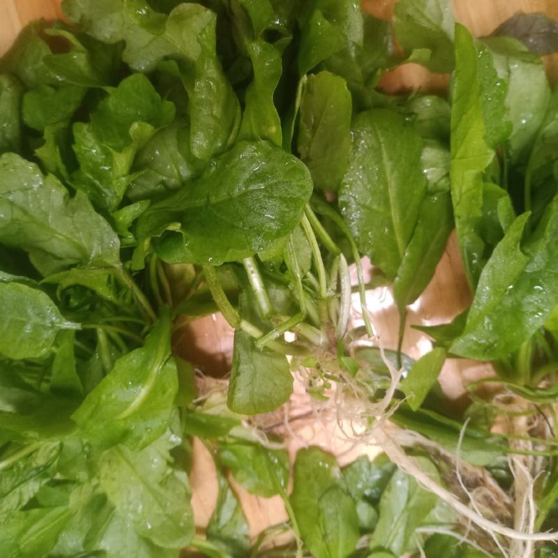 荠菜