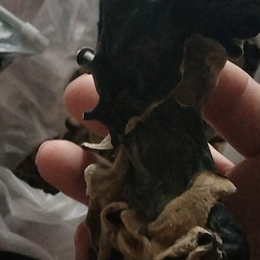 毛木耳水洗木耳