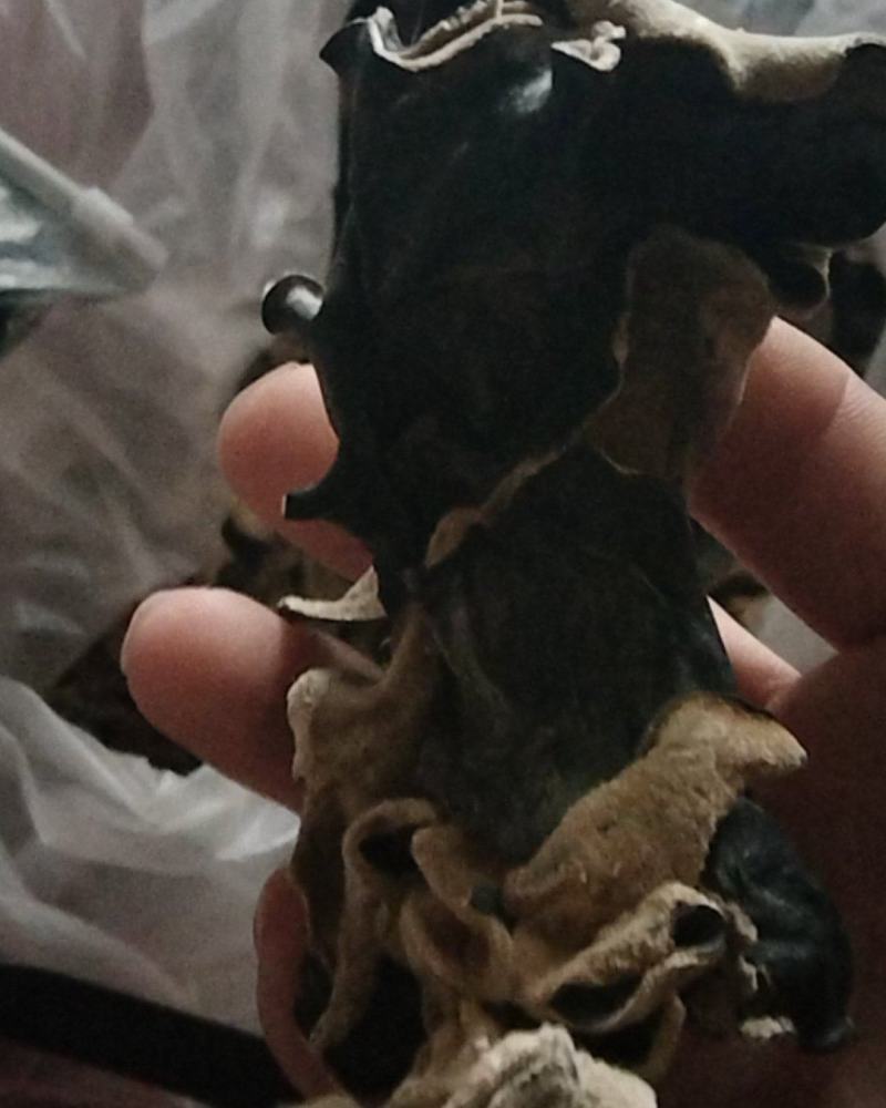 毛木耳水洗木耳