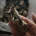 毛木耳水洗木耳