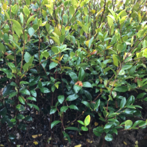 湖南优质高产嫁接油茶苗！长期低价出售各种规格油茶苗