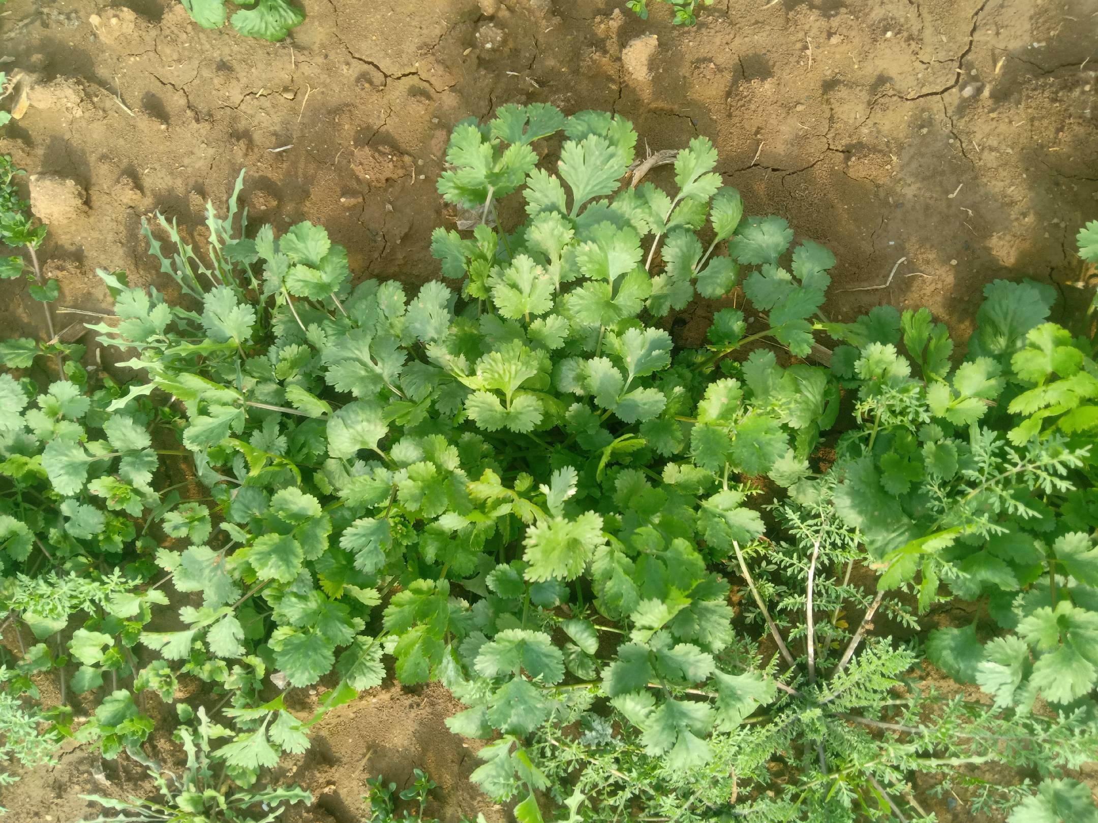 香菜田间生长状态