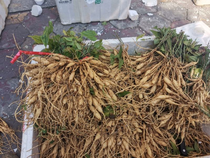 红花百部红花百部苗产量高对叶大百部包回收