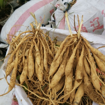 红花百部红花百部苗产量高对叶大百部包回收