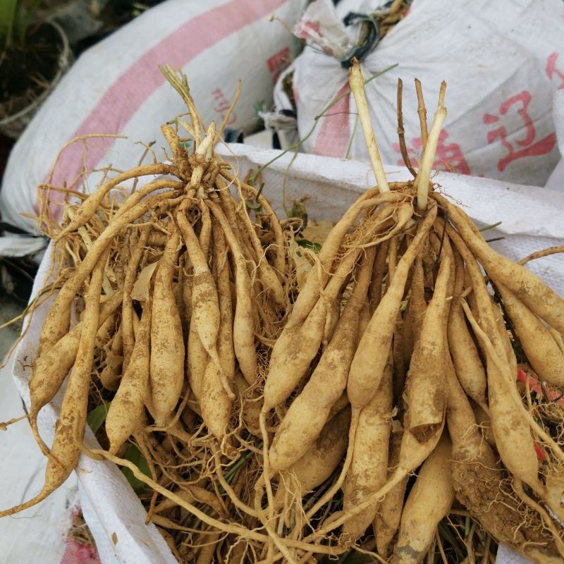 红花百部红花百部苗产量高对叶大百部包回收