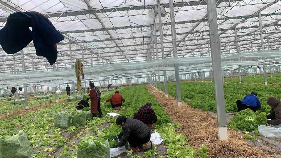 生菜成熟后进行人工采收的现场图 生菜成熟后采收场景