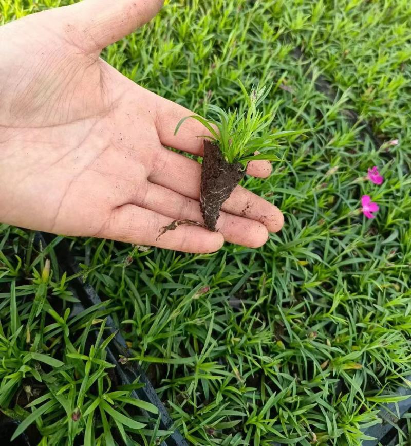 欧石竹穴盘苗，质量优，量大有（128.200穴）