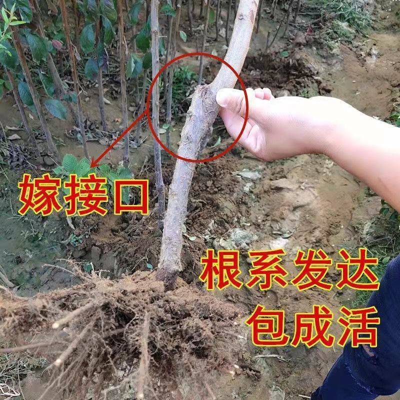 李子树苗早熟晚熟嫁接蜂糖李青脆李子苗南北方种植果树苗当年