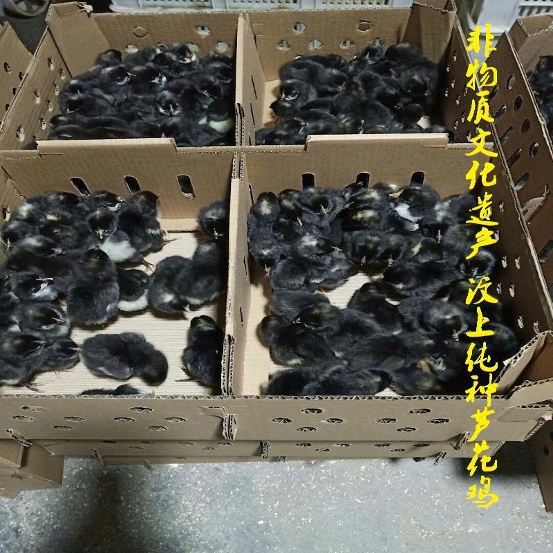 山东汶上纯种芦花鸡苗小苗包活包养殖技术