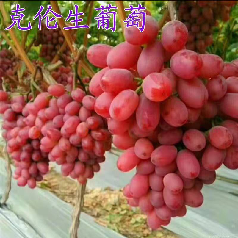 葡萄树苗四季嫁接爬藤蓝宝石苗盆栽地栽庭院南北方果树苗当年