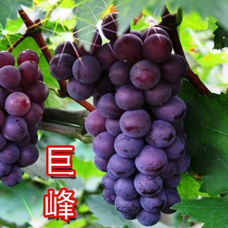 葡萄树苗四季嫁接爬藤蓝宝石苗盆栽地栽庭院南北方果树苗当年
