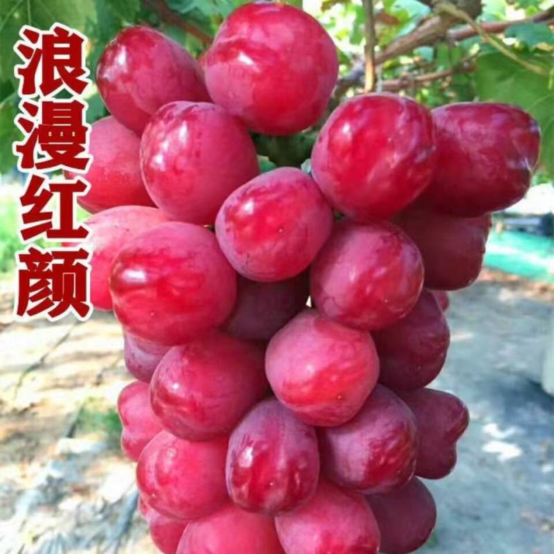 葡萄树苗四季嫁接爬藤蓝宝石苗盆栽地栽庭院南北方果树苗当年