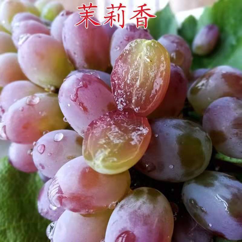 葡萄树苗四季嫁接爬藤蓝宝石苗盆栽地栽庭院南北方果树苗当年